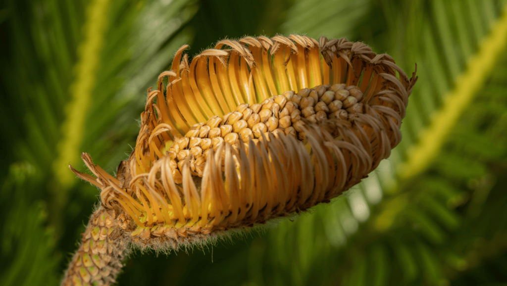 cycas femelle fleurit