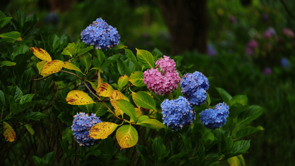 Hortensia feuilles jaunissantes