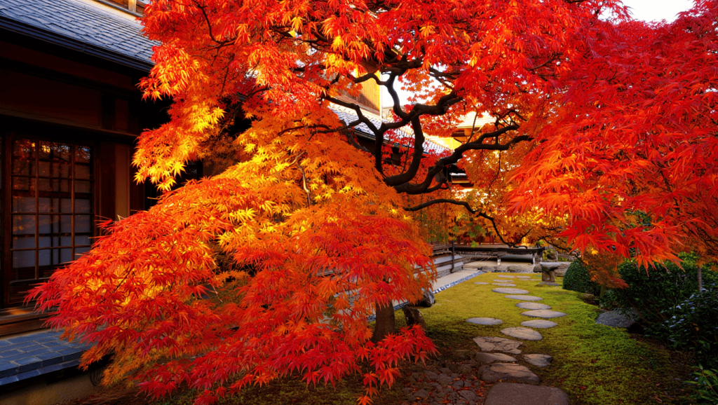 érable du japon devant maison